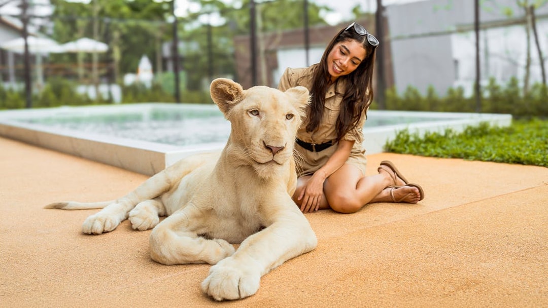 Lion resting with visitor at Lion Land Phuket.
