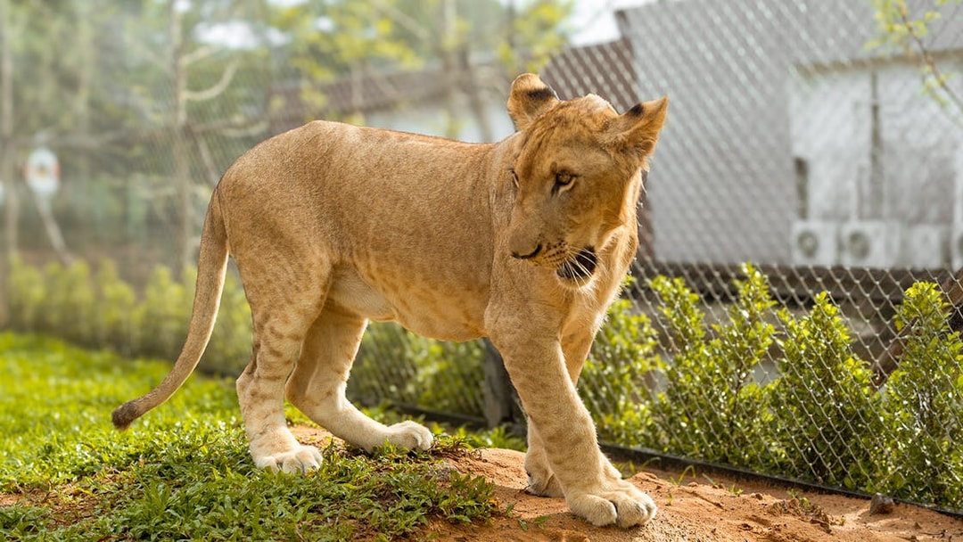 Lion walking in an enclosure at Lion Land Phuket.