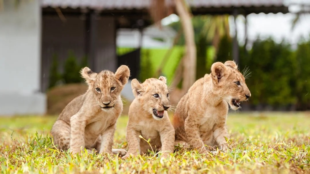 Lion cubs playing on grass at Lion Land Phuket.