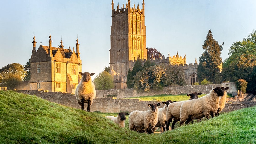 Sheep grazing near historic church in Cotswold village, England.