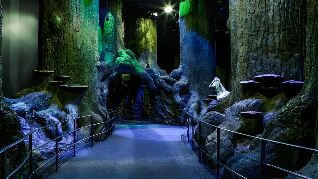 Pathway through the Forbidden Forest set with large trees and mystical lighting.
