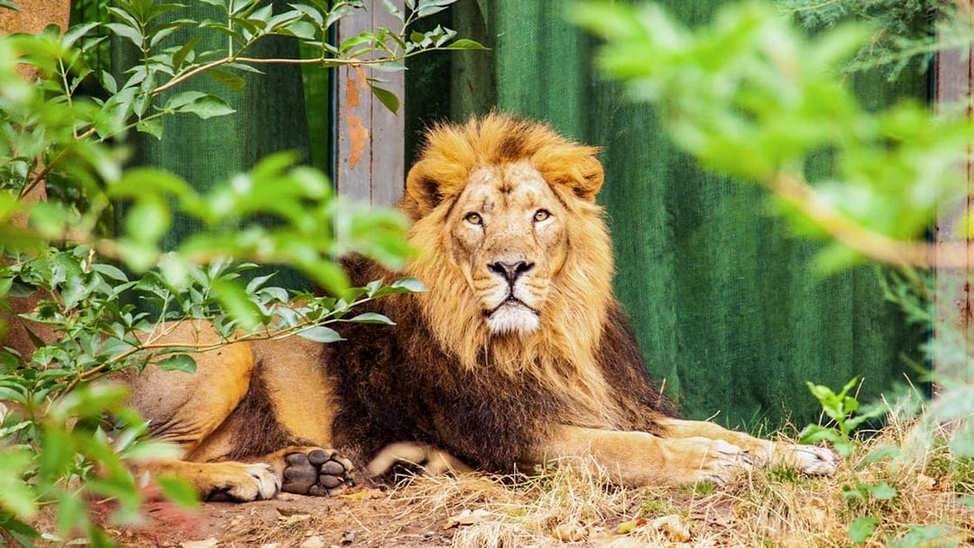Asiatic lion resting at London Zoo surrounded by greenery.