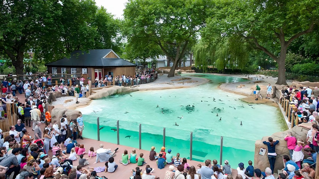 Crowd watching penguins swim at Penguin Beach, London Zoo.