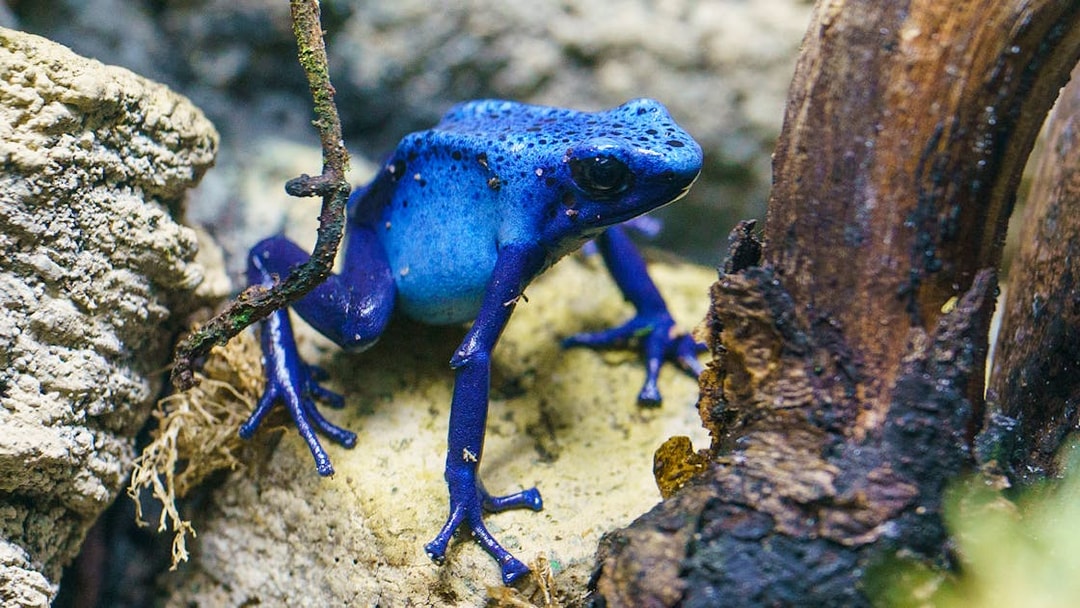 Blue poison dart frog on a rock at London Zoo.