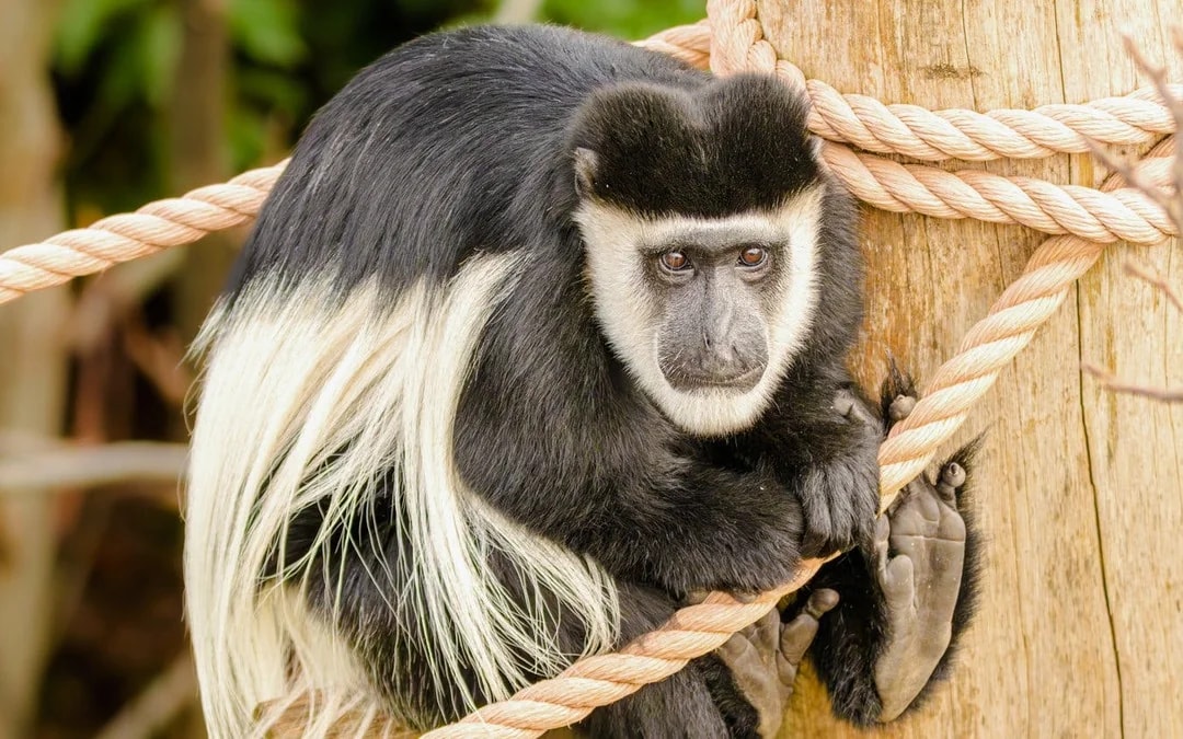 London Zoo Entrance Tickets
 Image 6