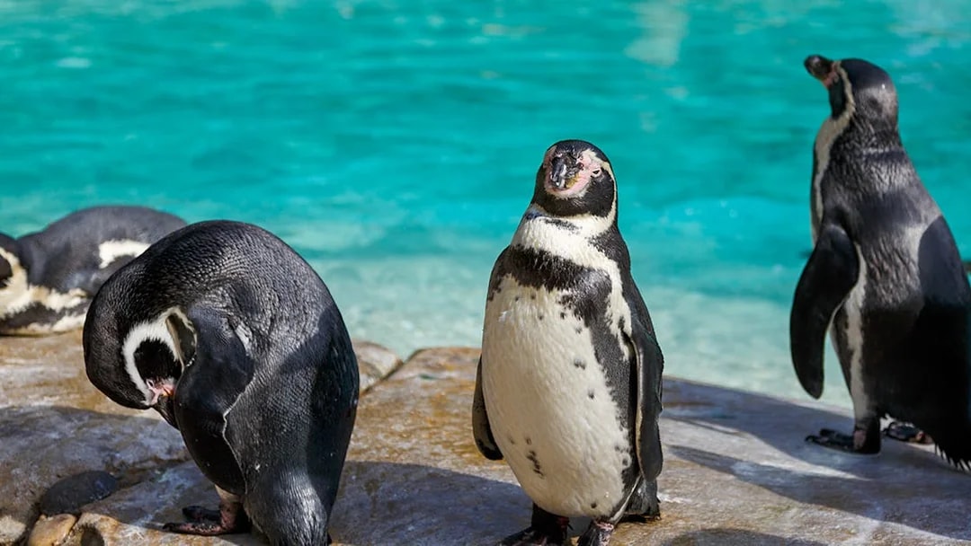 Penguins standing by the water at London Zoo.