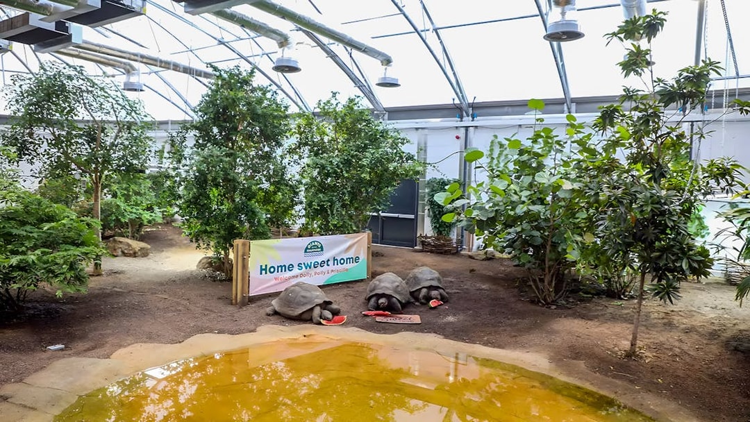 Tortoises eating watermelon in a greenhouse at London Zoo.