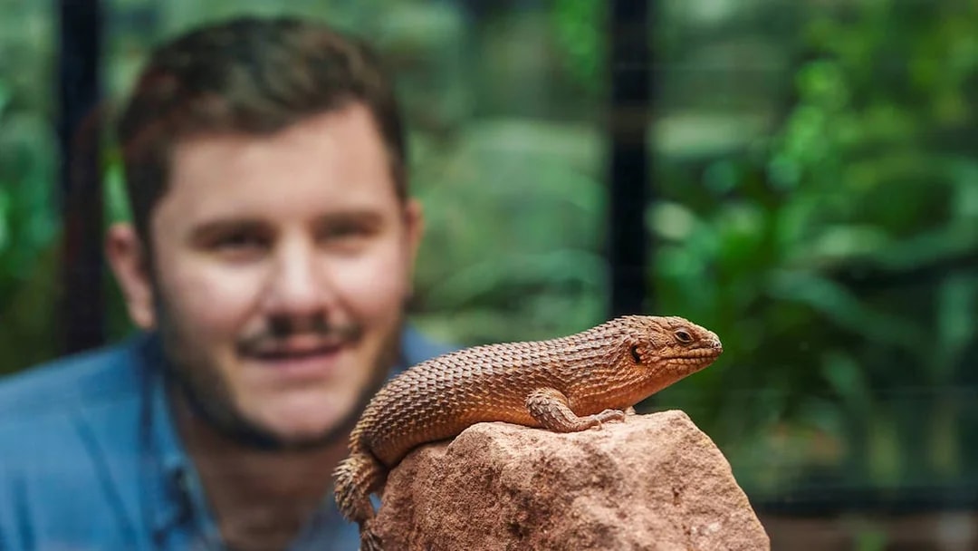 Lizard on rock at London Zoo with visitor observing in background.