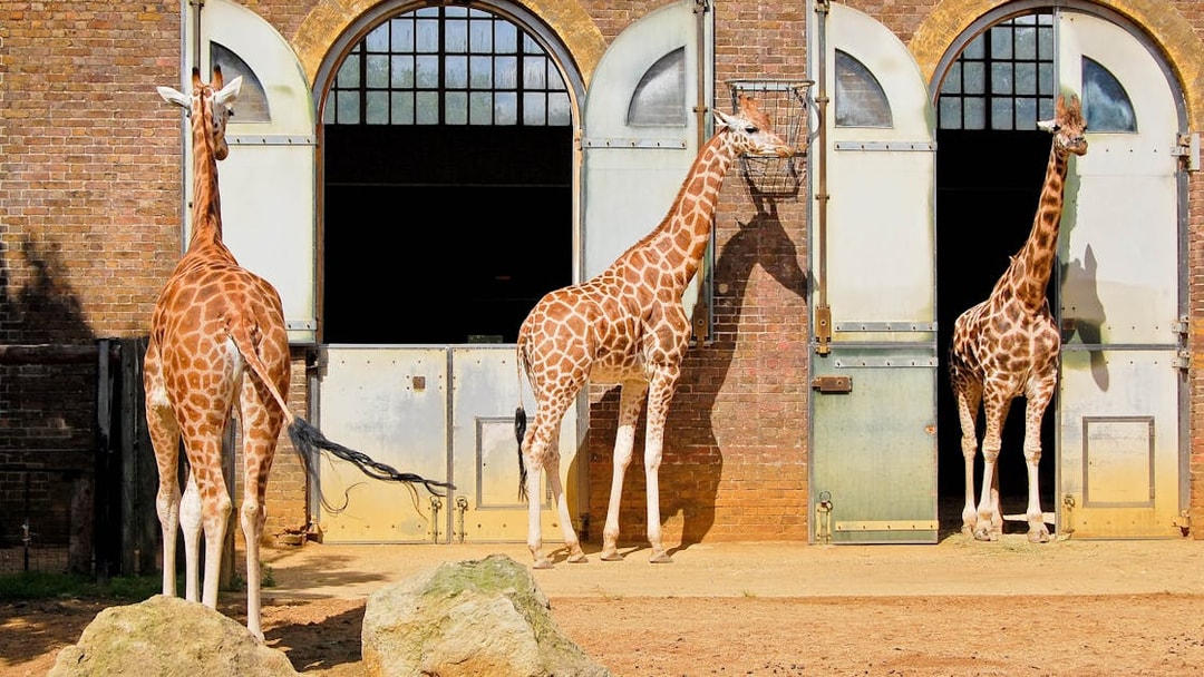 Giraffes standing outside enclosures at the London Zoo.