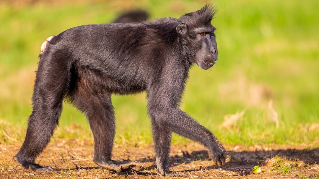 Macaque walking on grass at London Zoo.