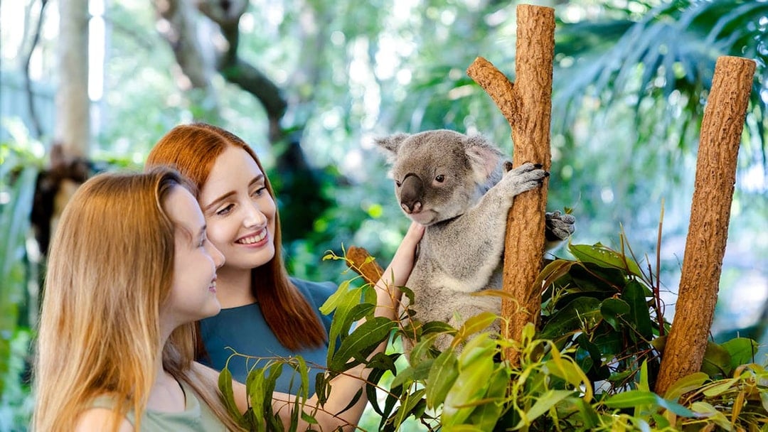 Tourists interacting with a koala at Lone Pine Koala Sanctuary, Brisbane.
