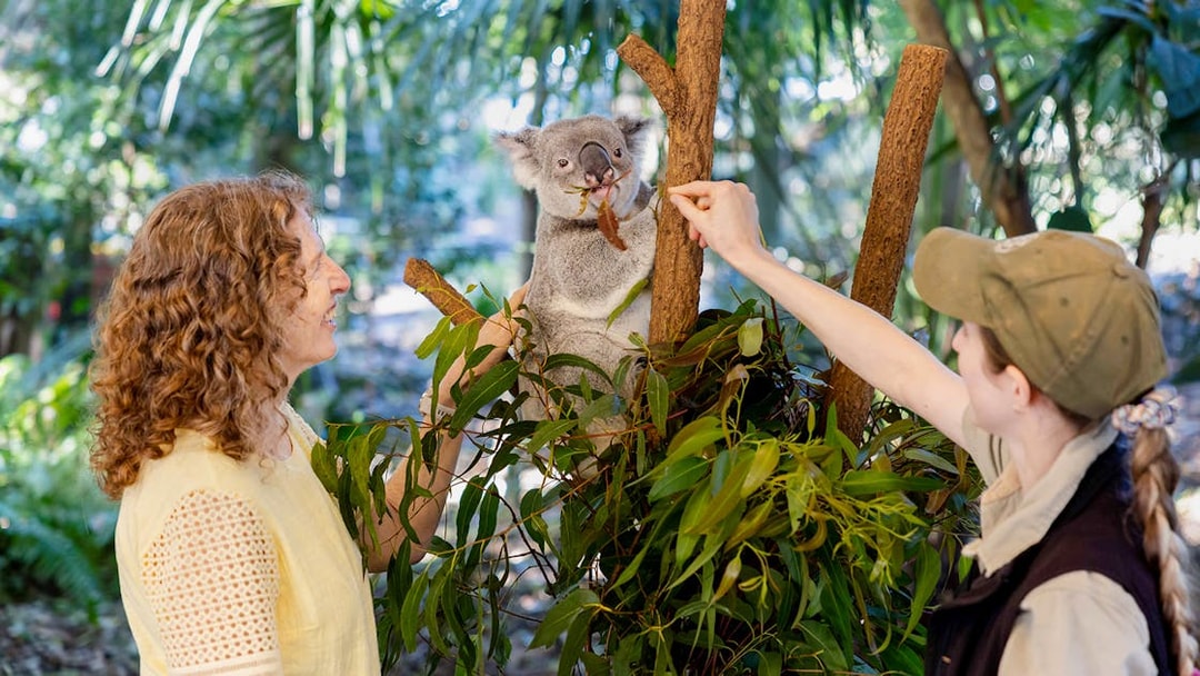 Tourists feeding a koala at Lone Pine Koala Sanctuary, Brisbane.