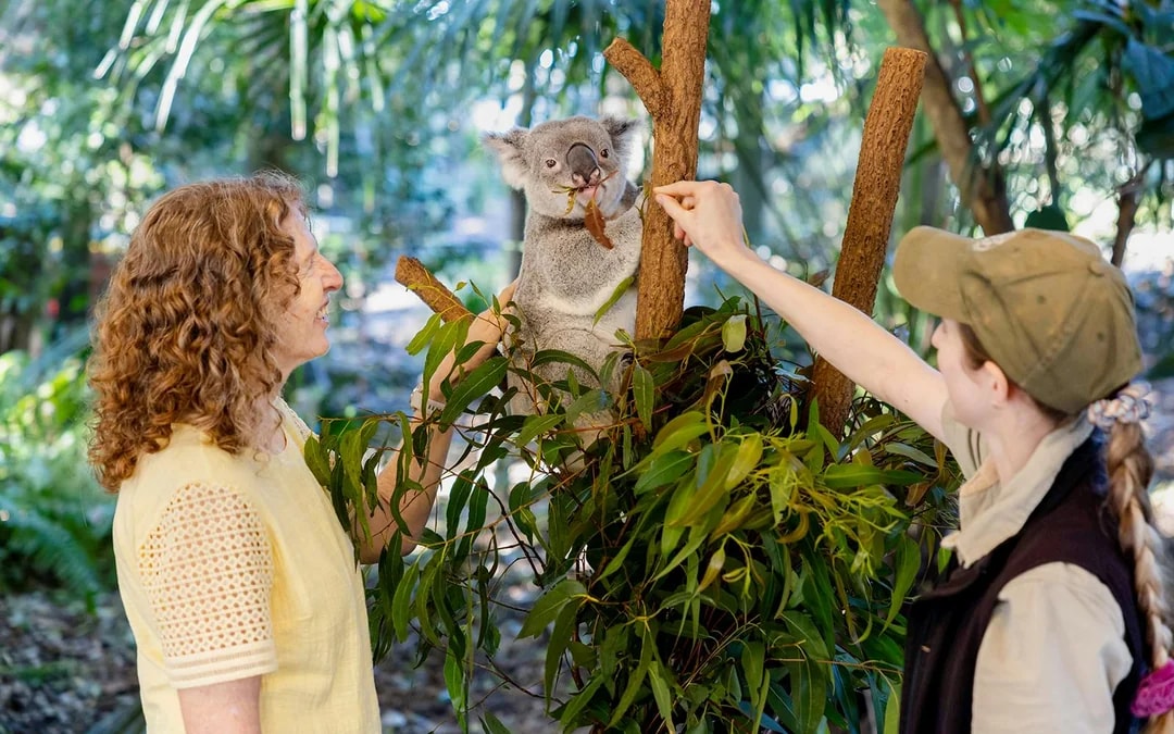 Lone Pine Koala Sanctuary Tickets Image 7