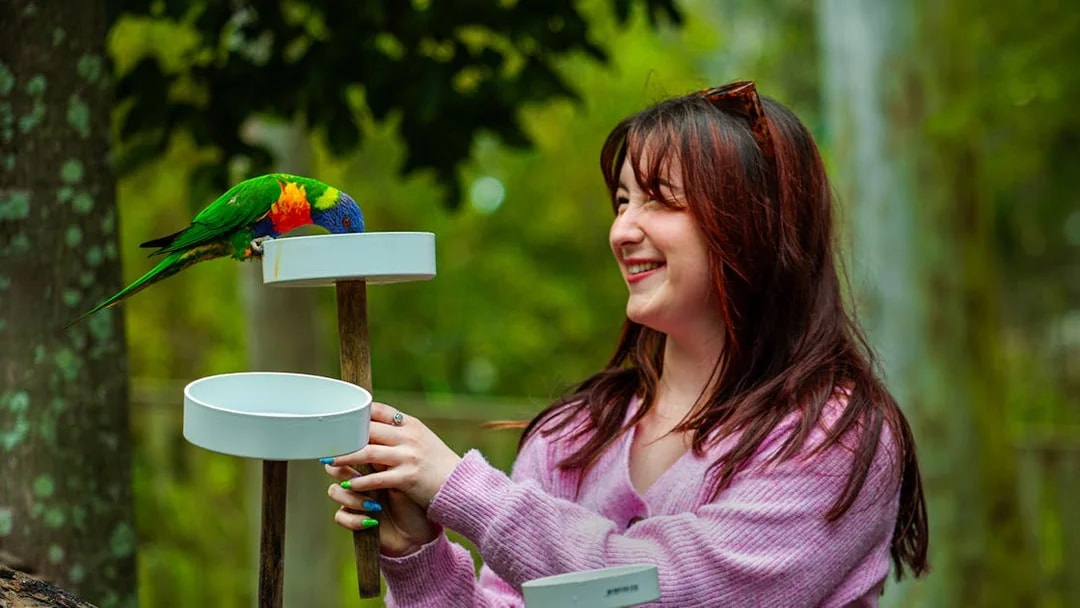 Tourist feeding a colorful parrot at Lone Pine Koala Sanctuary.