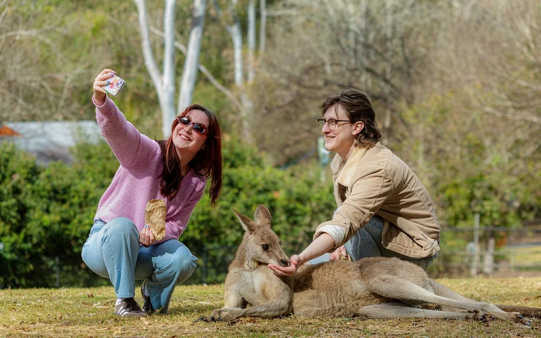 Lone Pine Koala Sanctuary Tickets Image 8