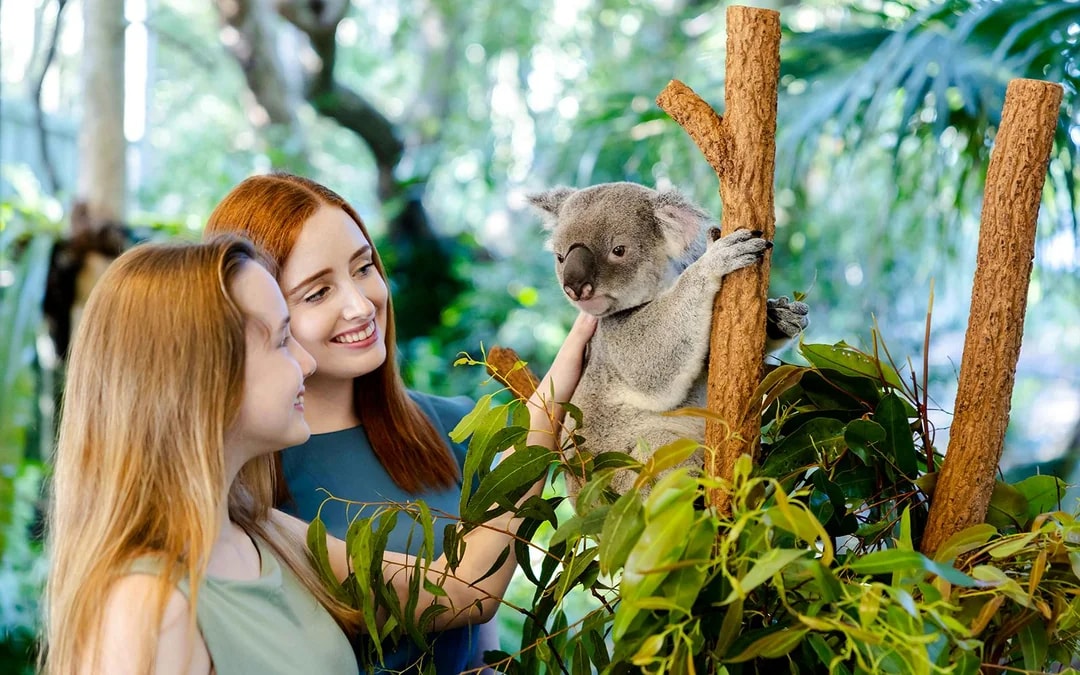 Lone Pine Koala Sanctuary Tickets Image 1