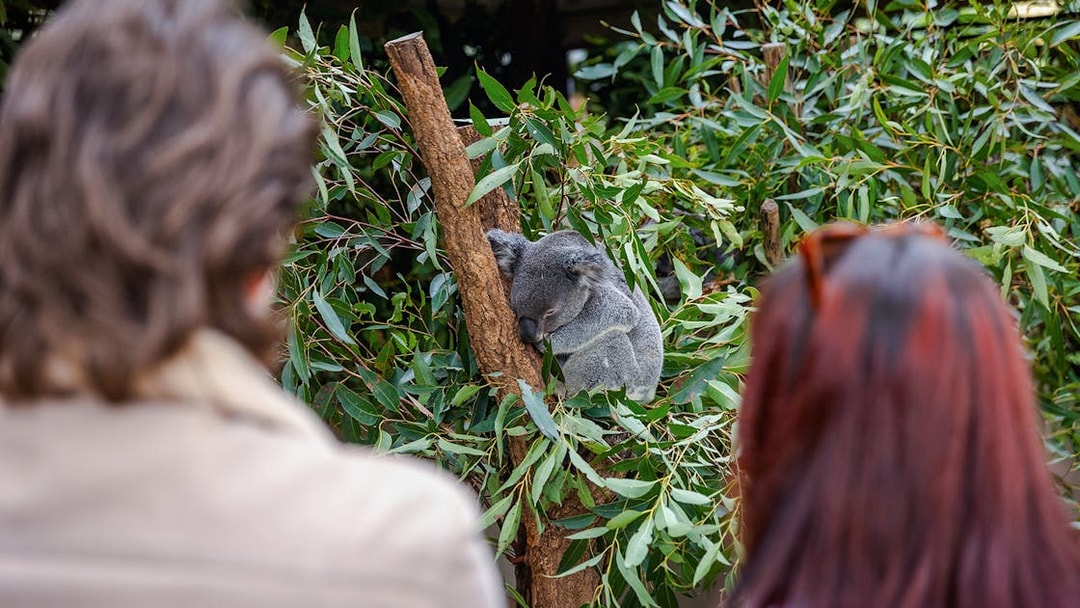 Tourists observing a koala at Lone Pine Koala Sanctuary.