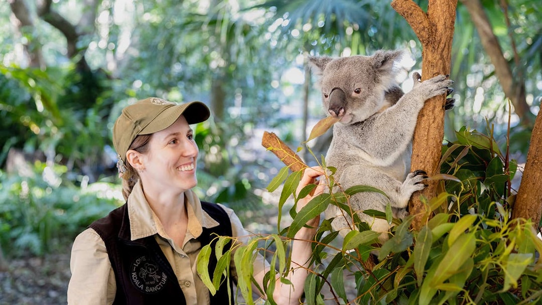 Tourist feeding a koala at Lone Pine Koala Sanctuary, Brisbane.
