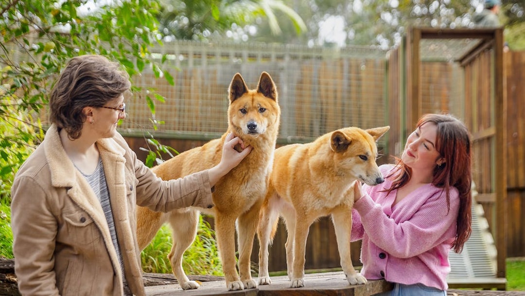 Tourists petting dingoes at Lone Pine Koala Sanctuary.