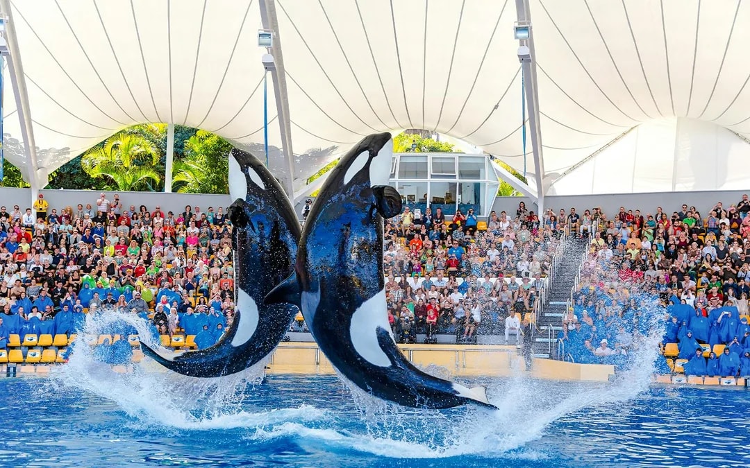 Loro Parque Entry Tickets Image 6