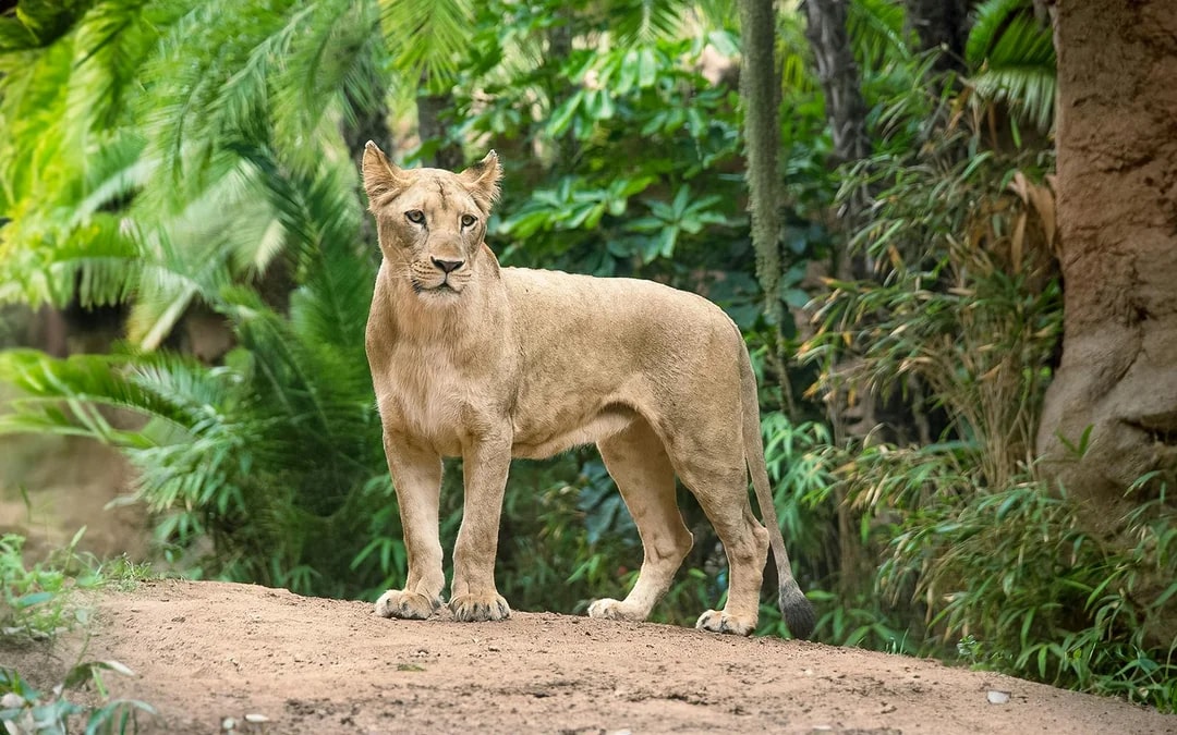 Loro Parque Entry Tickets Image 9