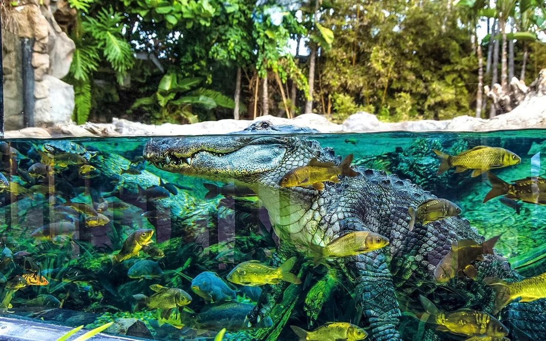 Loro Parque Entry Tickets Image 10