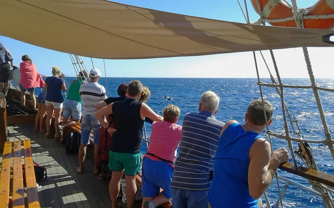 Los Cristianos: Whale and Dolphin Watching Cruise with Optional Pirate Themed Boat Image 1