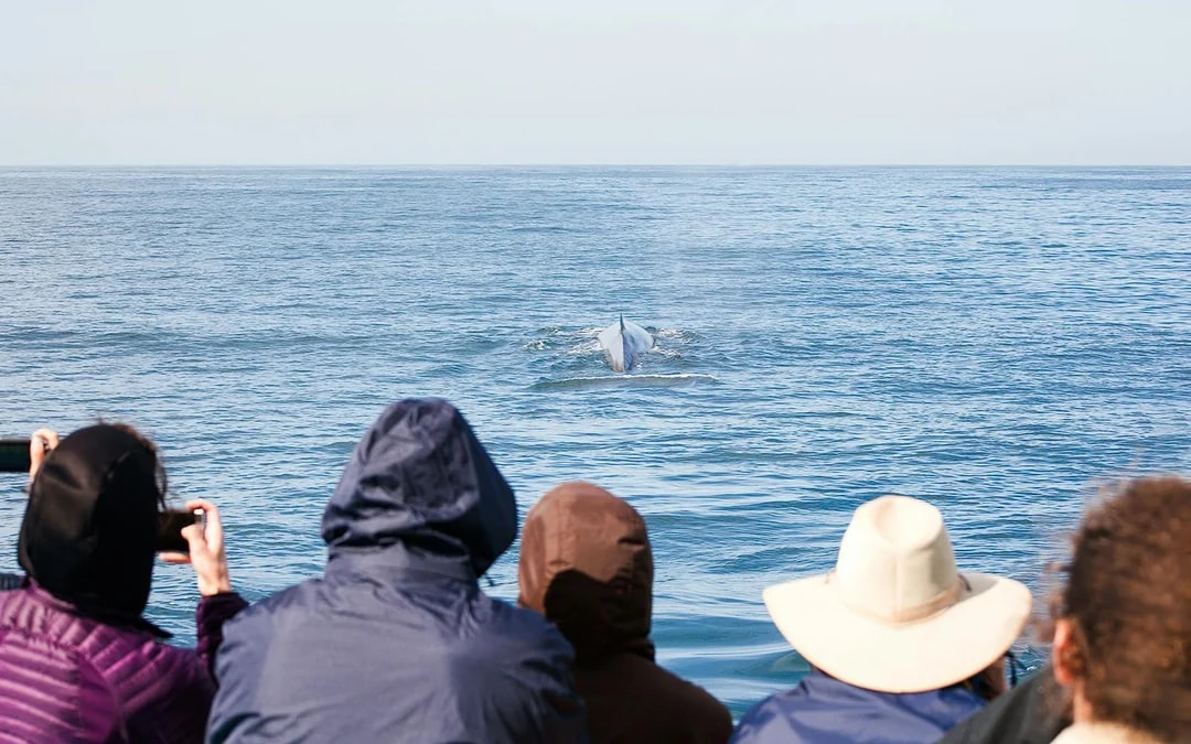 Los Cristianos: Whale and Dolphin Watching Cruise with Optional Pirate Themed Boat Image 4