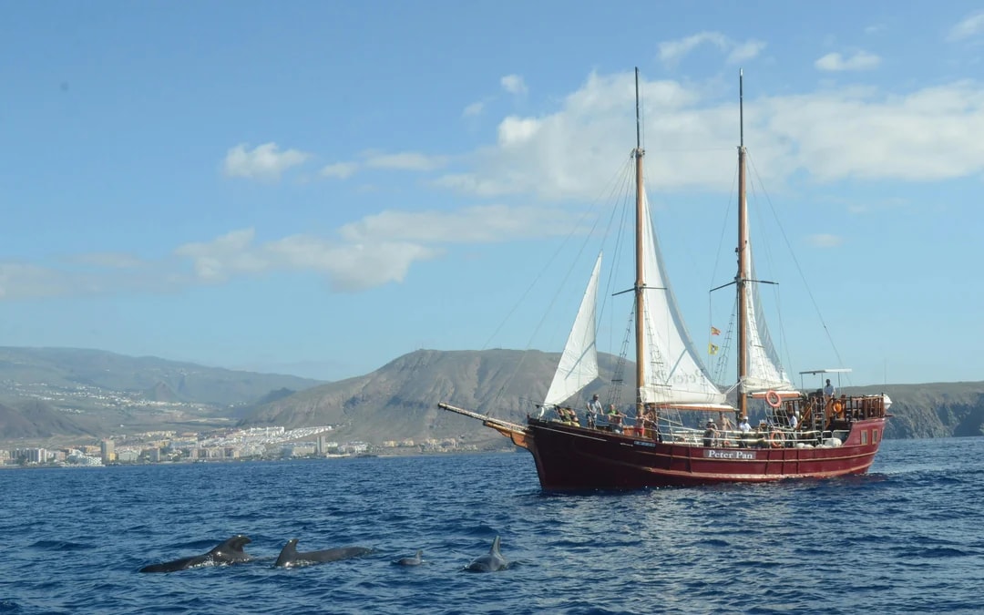 Los Cristianos: Whale and Dolphin Watching Cruise with Optional Pirate Themed Boat Image 7