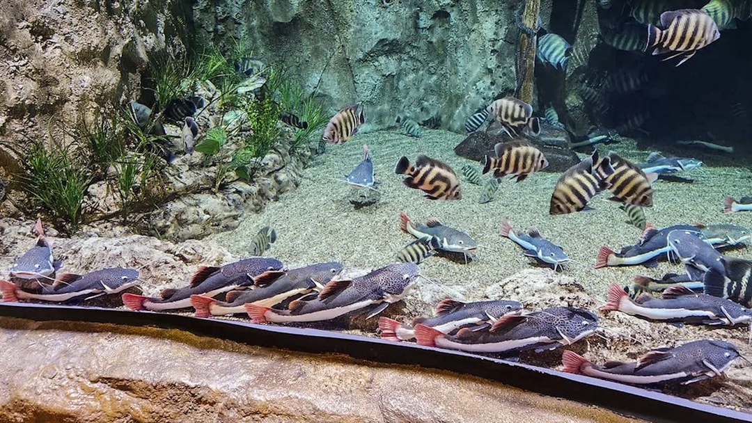 Colourful fish swimming in a large aquarium with rocky backdrop and aquatic plants.