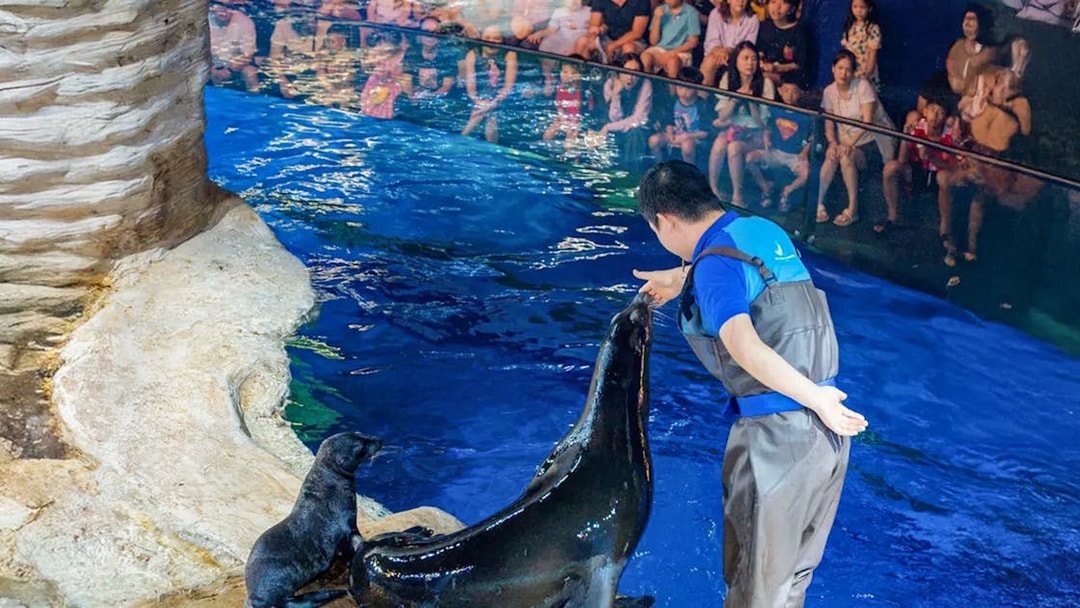 Sea lion receiving a check-up from a trainer at Lotte World Aquarium Hanoi.