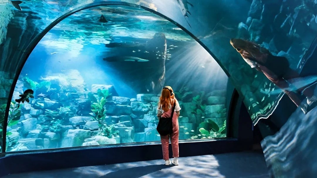 Lotte World Aquarium Hanoi Tickets