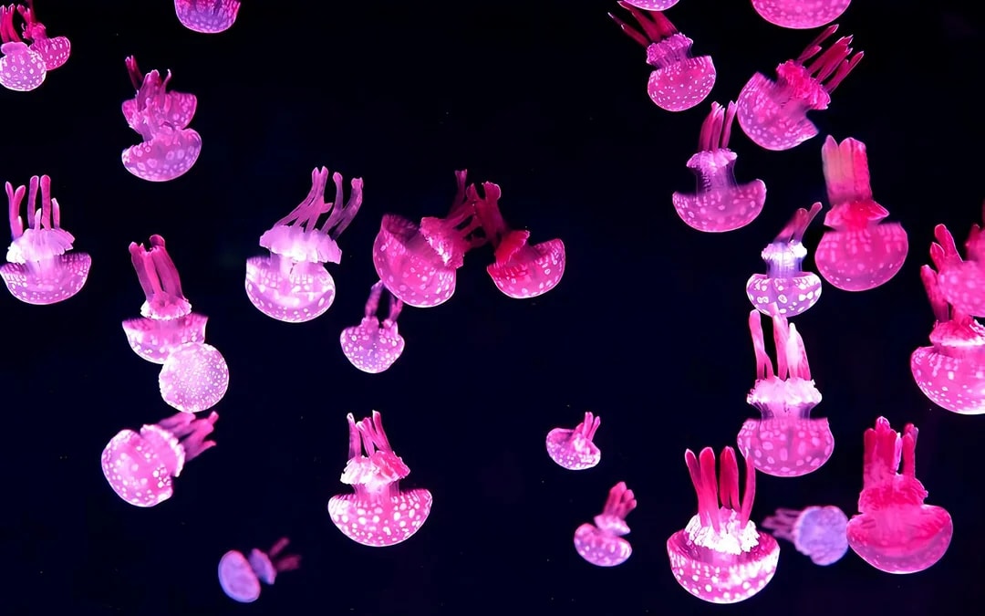 Lotte World Aquarium Tickets Image 6