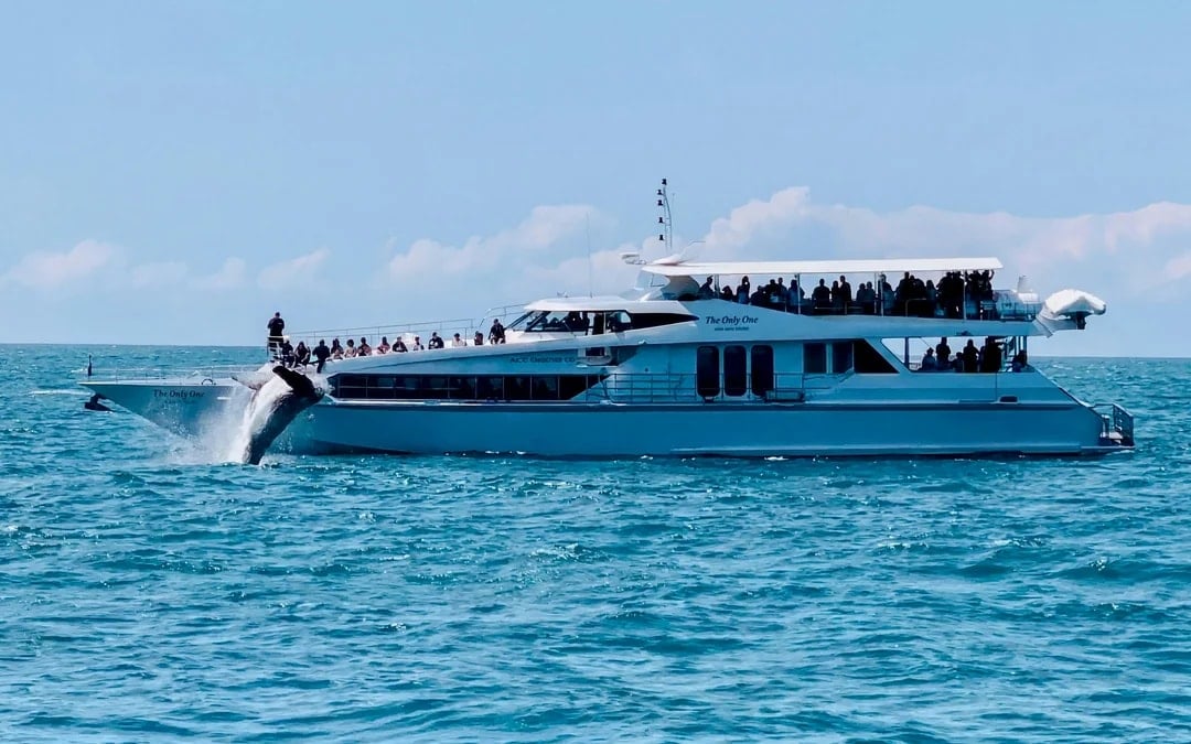 Luxury Yacht Whale Watching Tour With Marine Biologist