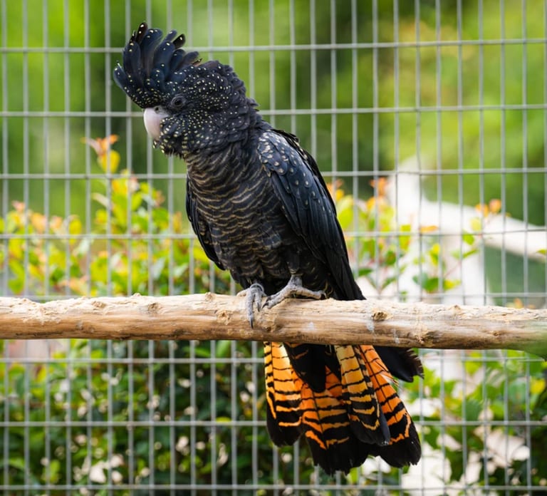 Visit to Madeira Bird Island