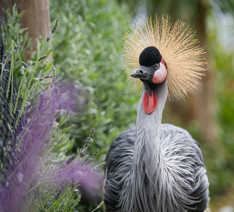 Visit to Madeira Bird Island