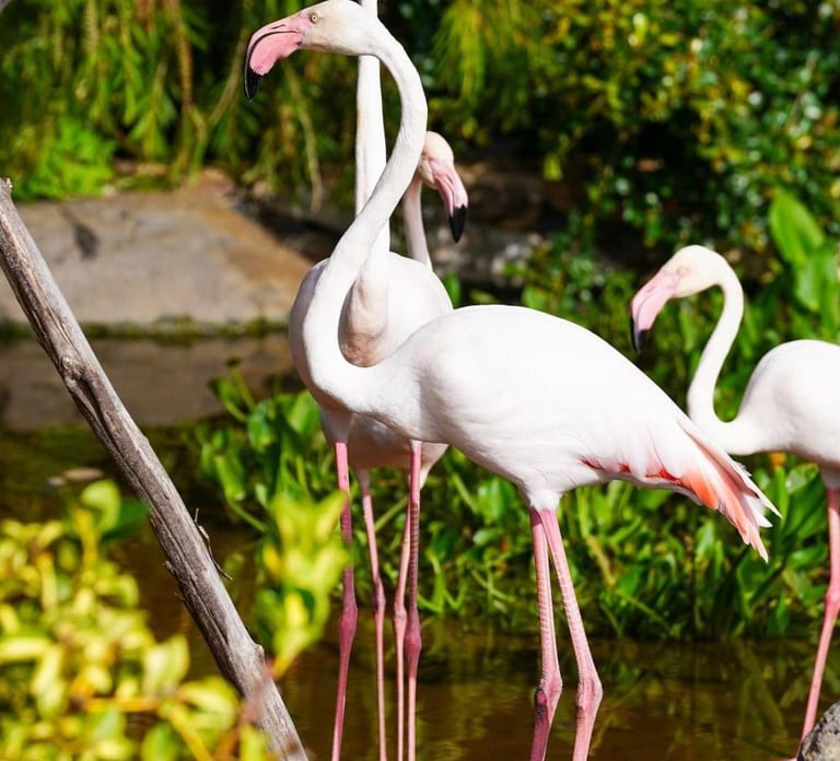 Visit to Madeira Bird Island