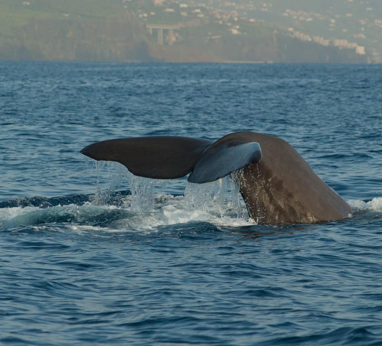 Funchal: Whale and Dolphin Watching Speed Boat Tour