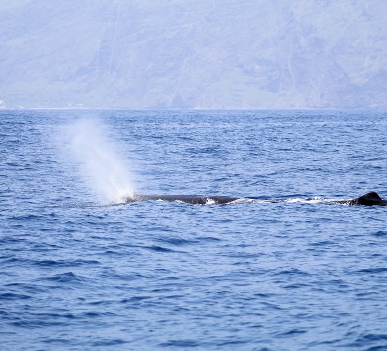 Funchal: Whale and Dolphin Watching Speed Boat Tour
