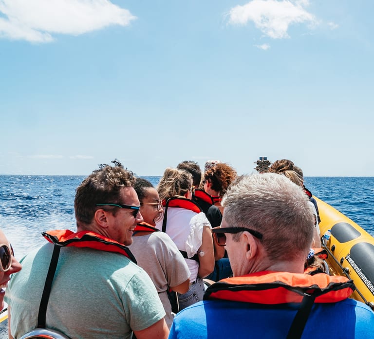 Funchal: Whale and Dolphin Watching Speed Boat Tour