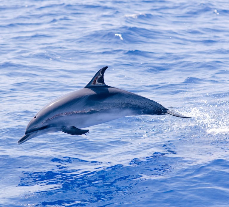 Funchal: Whale and Dolphin Watching Speed Boat Tour
