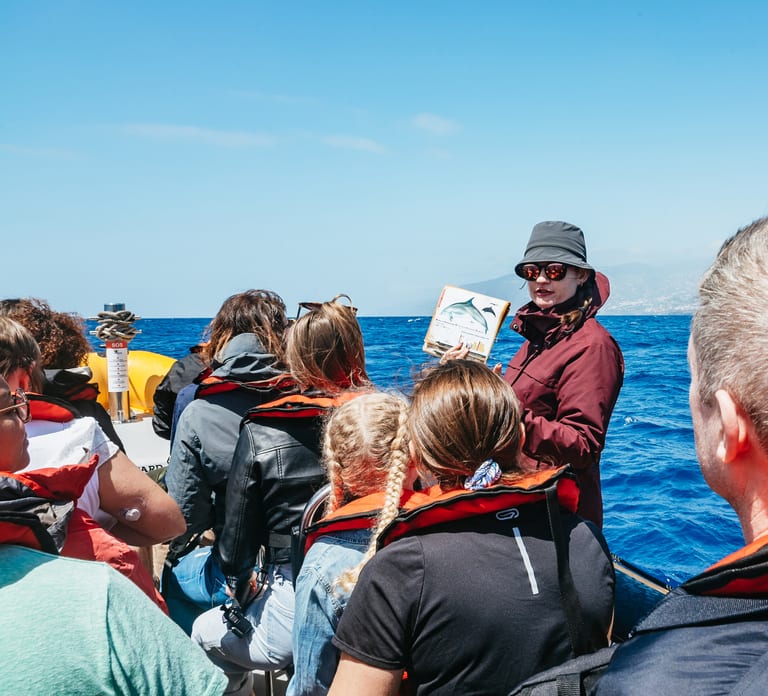 Funchal: Whale and Dolphin Watching Speed Boat Tour