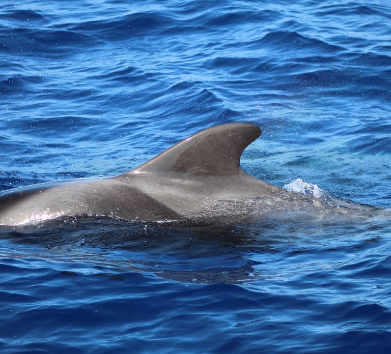 Funchal: Whale and Dolphin Watching Speed Boat Tour