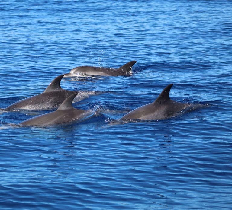 Funchal: Whale and Dolphin Watching Speed Boat Tour