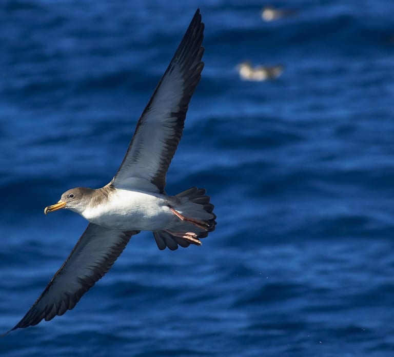 Funchal: Whale and Dolphin Watching Speed Boat Tour
