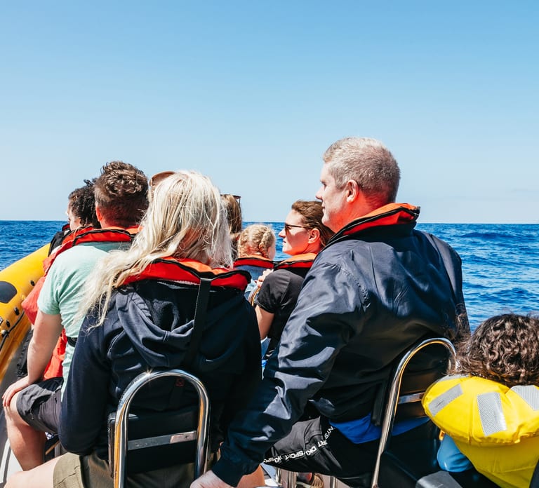 Funchal: Whale and Dolphin Watching Speed Boat Tour