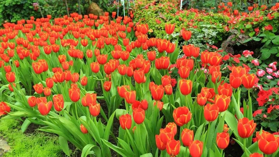 The Majestic Floral Route at Royal Park Rajapruek Chiang Mai Admission Ticket | Thailand