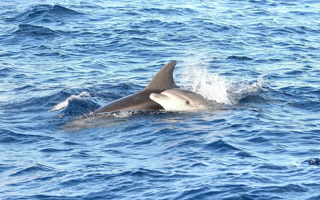 Mallorca Sunrise and Dolphin Watching Catamaran Image 4