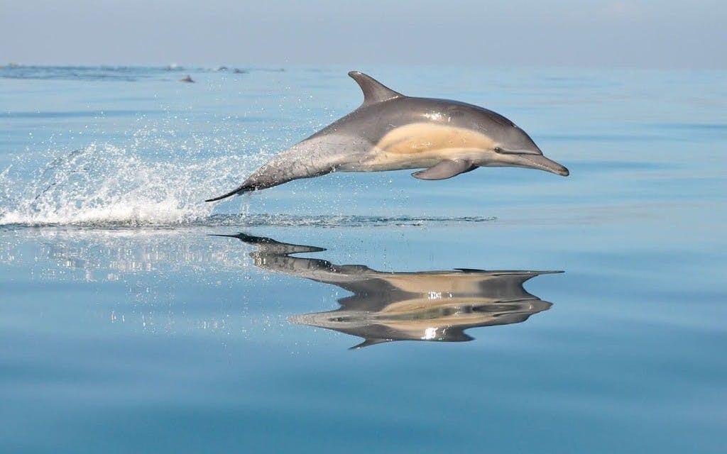 Mallorca Sunrise and Dolphin Watching Catamaran Image 7