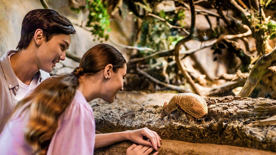 Visitors observing an armadillo at Night Safari, part of 2-Park Hopper tour.
